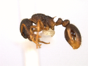  ( - CHU06-ANT-076)  @13 [ ] Unspecified (default): All Rights Reserved  Unspecified Unspecified