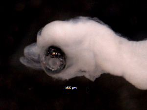  ( - BIOUG30362_G5)  @11 [ ] CreativeCommons - Attribution (2016) Martha Valdez-Moreno El Colegio de la Frontera Sur, Unidad Chetumal