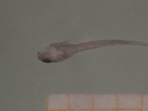  ( - CH0000714_E01)  @11 [ ] CreativeCommons  Attribution Non-Commercial Share-Alike (2015) Martha Valdez-Moreno El Colegio de la Frontera Sur