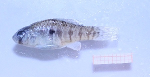  ( - CH0000714_F12)  @11 [ ] CreativeCommons  Attribution Non-Commercial Share-Alike (2016) Martha Valdez-Moreno El Colegio de la Frontera Sur