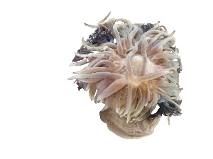  (Lebrunia neglecta - LBN_CNI4701)  @11 [ ] Unspecified (default): All Rights Reserved (2024) Invemar Invemar-BEM