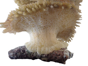  (Stichodactylidae - SCH_CNI4722)  @11 [ ] Unspecified (default): All Rights Reserved (2024) Invemar Invemar-BEM