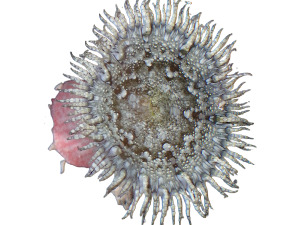  ( - PMC_CNI4728)  @11 [ ] Unspecified (default): All Rights Reserved (2024) Invemar Invemar-BEM