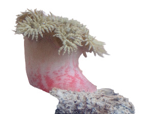  ( - PMC_CNI4728)  @11 [ ] Unspecified (default): All Rights Reserved (2024) Invemar Invemar-BEM