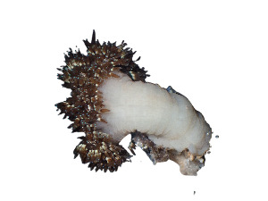  (Bellactis - BLL_CNI4729)  @11 [ ] Unspecified (default): All Rights Reserved (2024) Invemar Invemar-BEM