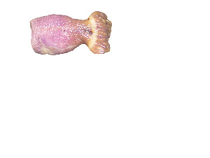  ( - Ino_CNI4879)  @11 [ ] Unspecified (default): All Rights Reserved (2024) Invemar Invemar-BEM