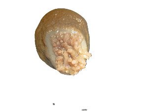  ( - Abo_CNI4893)  @11 [ ] Unspecified (default): All Rights Reserved (2024) Invemar Invemar-BEM