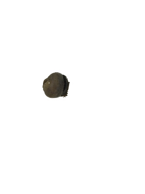  (Aiptasiidae - T_1)  @11 [ ] Unspecified (default): All Rights Reserved (2023) Invemar Invemar-BEM
