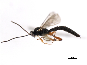  ( - 06-PROBE-3183)  @13 [ ] CreativeCommons - Attribution (2010) CBG Photography Group Centre for Biodiversity Genomics
