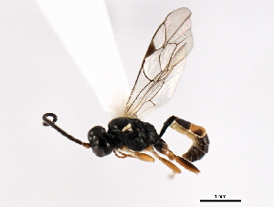  (Stibeutes sp. MAS BIN22 - 06-PROBE-3455)  @13 [ ] CreativeCommons - Attribution (2010) CBG Photography Group Centre for Biodiversity Genomics