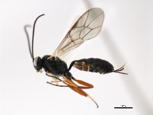 ( - 06-PROBE-3474)  @12 [ ] CreativeCommons - Attribution (2010) CBG Photography Group Centre for Biodiversity Genomics