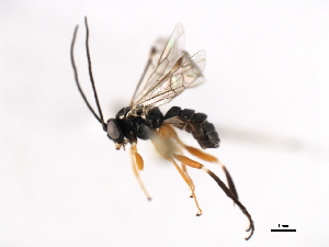  ( - 06-PROBE-3493)  @12 [ ] CreativeCommons - Attribution (2010) CBG Photography Group Centre for Biodiversity Genomics