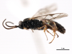  ( - 06-PROBE-3503)  @12 [ ] CreativeCommons - Attribution (2010) CBG Photography Group Centre for Biodiversity Genomics