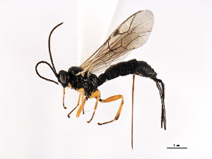  ( - 06-PROBE-3519)  @14 [ ] CreativeCommons - Attribution (2010) CBG Photography Group Centre for Biodiversity Genomics