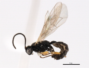  ( - 06-PROBE-3520)  @13 [ ] CreativeCommons - Attribution (2010) CBG Photography Group Centre for Biodiversity Genomics