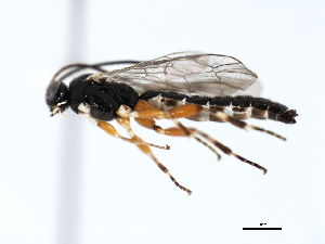  ( - 06-PROBE-3595)  @13 [ ] CreativeCommons - Attribution (2010) CBG Photography Group Centre for Biodiversity Genomics