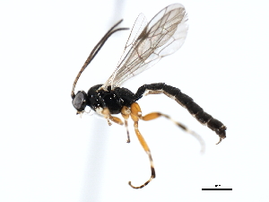  ( - 06-PROBE-3596)  @13 [ ] CreativeCommons - Attribution (2010) CBG Photography Group Centre for Biodiversity Genomics