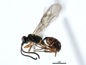  (Stibeutes sp. MAS BIN83 - 06-PROBE-3651)  @14 [ ] CreativeCommons - Attribution (2010) CBG Photography Group Centre for Biodiversity Genomics
