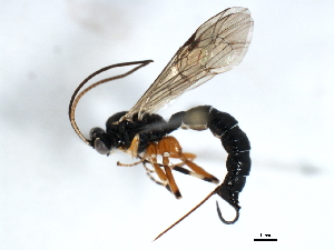  ( - 06-PROBE-3667)  @13 [ ] CreativeCommons - Attribution (2010) CBG Photography Group Centre for Biodiversity Genomics