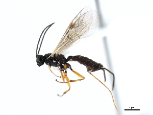  ( - 06-PROBE-3670)  @13 [ ] CreativeCommons - Attribution (2010) CBG Photography Group Centre for Biodiversity Genomics