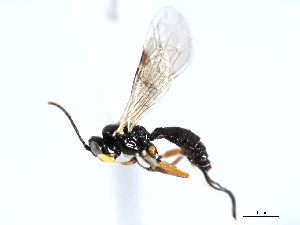  ( - 06-PROBE-3679)  @13 [ ] CreativeCommons - Attribution (2010) CBG Photography Group Centre for Biodiversity Genomics