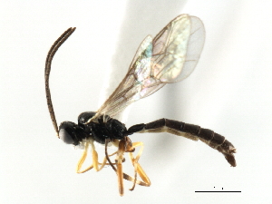 ( - 06-PROBE-3694)  @14 [ ] CreativeCommons - Attribution (2010) CBG Photography Group Centre for Biodiversity Genomics