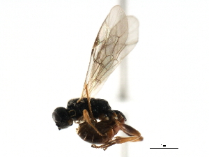 (Stibeutes sp. MAS BIN28 - 06-PROBE-3699)  @14 [ ] CreativeCommons - Attribution (2010) CBG Photography Group Centre for Biodiversity Genomics