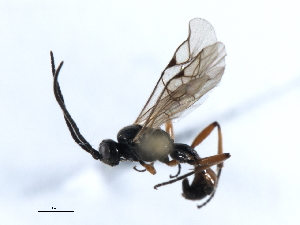  ( - 07PROBE-20482)  @13 [ ] CreativeCommons - Attribution (2009) CBG Photography Group Centre for Biodiversity Genomics