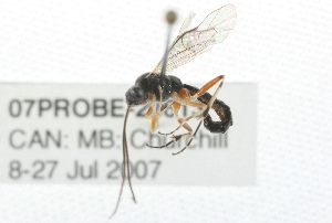  ( - 07PROBE-20613)  @13 [ ] CreativeCommons - Attribution (2009) CBG Photography Group Centre for Biodiversity Genomics