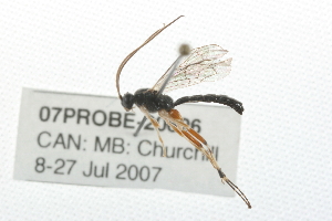  ( - 07PROBE-20626)  @13 [ ] CreativeCommons - Attribution (2009) CBG Photography Group Centre for Biodiversity Genomics
