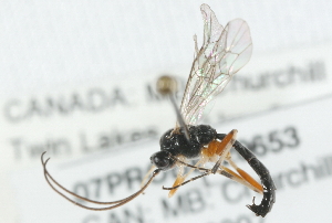  ( - 07PROBE-20653)  @13 [ ] CreativeCommons - Attribution (2009) CBG Photography Group Centre for Biodiversity Genomics