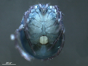  ( - BIOUG25721-A07)  @12 [ ] CreativeCommons - Attribution (2015) CBG Photography Group Centre for Biodiversity Genomics