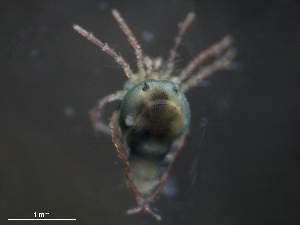  ( - BIOUG25923-E06)  @12 [ ] CreativeCommons - Attribution (2016) Centre for Biodiversity Genomics Centre for Biodiversity Genomics