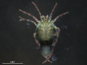  ( - BIOUG25923-E06)  @12 [ ] CreativeCommons - Attribution (2016) Centre for Biodiversity Genomics Centre for Biodiversity Genomics