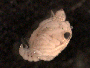  (Acanthilia - BIOUG30478-B05)  @11 [ ] CreativeCommons - Attribution (2016) Manuel Elias-Gutierrez El Colegio de la Frontera Sur, Unidad Chetumal