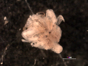  (Ebalia cariosa - BIOUG30478-D02)  @11 [ ] CreativeCommons - Attribution (2016) Manuel Elias-Gutierrez El Colegio de la Frontera Sur, Unidad Chetumal