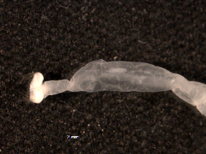  ( - BIOUG30553-D12)  @11 [ ] CreativeCommons - Attribution (2016) Manuel Elias-Gutierrez El Colegio de la Frontera Sur, Unidad Chetumal