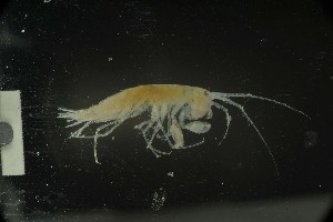  (Eusirus cf. tridentatus - MNA06492)  @11 [ ] Copyright (2016) Stefano Schiaparelli Italian National Antarctic Museum