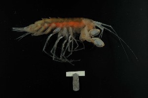  ( - MNA06497)  @11 [ ] Copyright (2016) Stefano Schiaparelli Italian National Antarctic Museum