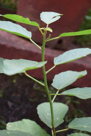  (Baliospermum montanum - CMPR8768)  @11 [ ] Copyright (2017) Rahul PR Centre for Medicinal Plants Research- Arya Vaidya Sala, Kottakkal