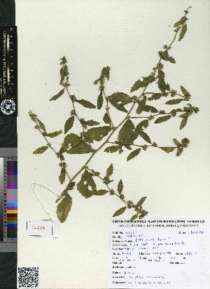  ( - CMPR12329)  @11 [ ] Copyright (2025) Arya Vaidya Sala Centre for Medicinal Plants Research-Arya Vaidya Sala