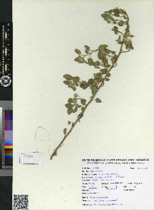  ( - CMPR12333)  @11 [ ] Copyright (2025) Arya Vaidya Sala Centre for Medicinal Plants Research-Arya Vaidya Sala