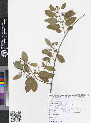  ( - CMPR8773)  @11 [ ] Copyright (2019) Centre for Medicinal Plants Research Centre for Medicinal Plants Research