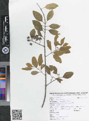  ( - CMPR8773)  @11 [ ] Copyright (2019) Arya Vaidya Sala Centre for Medicinal Plants Research