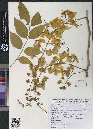  ( - CMPR8776)  @11 [ ] Copyright (2018) Rahul PR Centre for Medicinal Plants Research