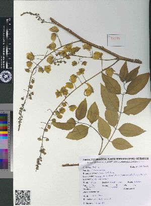  ( - CMPR8776)  @11 [ ] Copyright (2018) Rahul PR Centre for Medicinal Plants Research