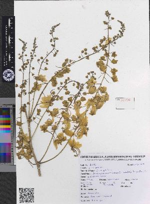  ( - CMPR8776)  @11 [ ] Copyright (2018) Rahul PR Centre for Medicinal Plants Research