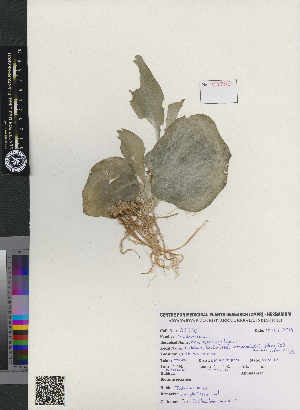  ( - CMPR8790)  @11 [ ] Copyright (2020) Centre for Medicinal Plants Research-AVS Centre for Medicinal Plants Research