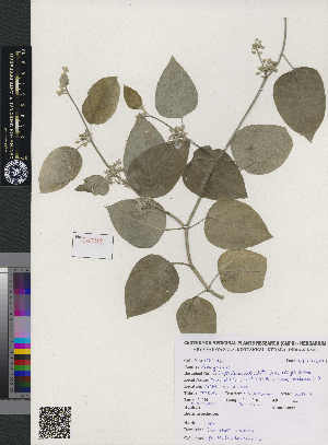  (Leptadenia reticulata - CMPR8792)  @11 [ ] Copyright (2020) Centre for Medicinal Plants Research-AVS Centre for Medicinal Plants Research