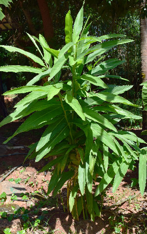  (Alpinia galanga - CMPR8781)  @11 [ ] Copyright (c) (2021) Arya Vaidya Sala Centre for Medicinal Plants Research- Arya Vaidya Sala, Kottakkal